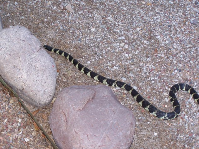 kingsnake1.jpg