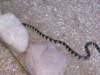 kingsnake1_small.jpg